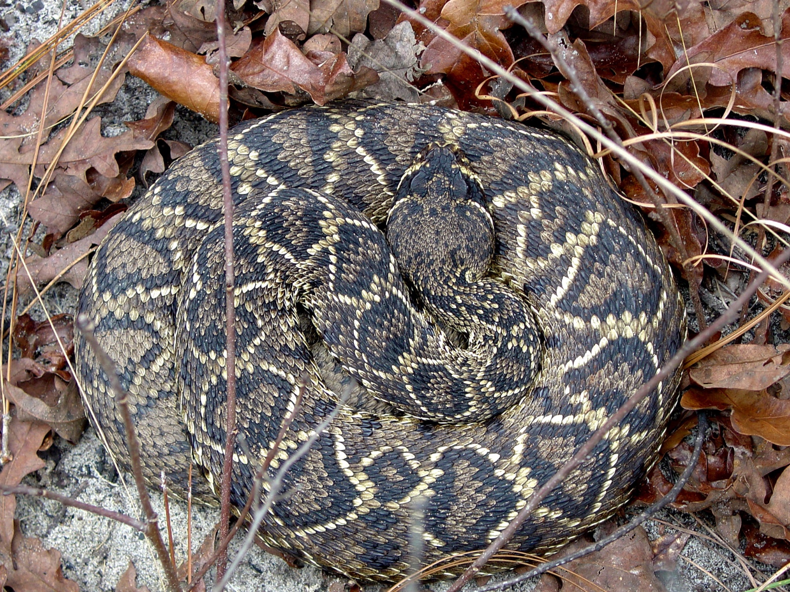 Crotalus adamanteus
